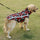 Breathable Mesh Dog Jacket | Lightweight Cooling Pet Coat for Small to Large Dogs (S–6XL)