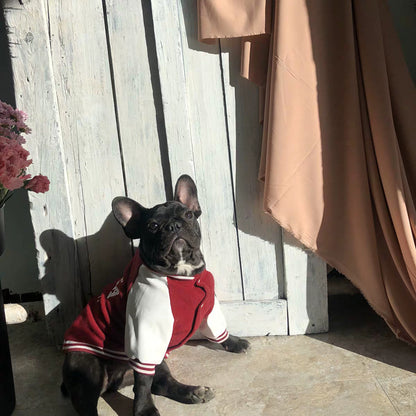 Korea University Pet Cotton Baseball Jacket – Warm Winter Dog Clothes