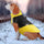 Waterproof Reflective Dog Jacket – Warm Winter Pet Clothing for Small & Large Dogs